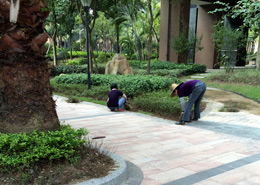 公園綠化養(yǎng)護